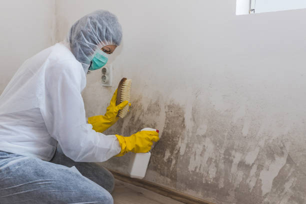 Best Residential Mold Removal  in Atherton, CA