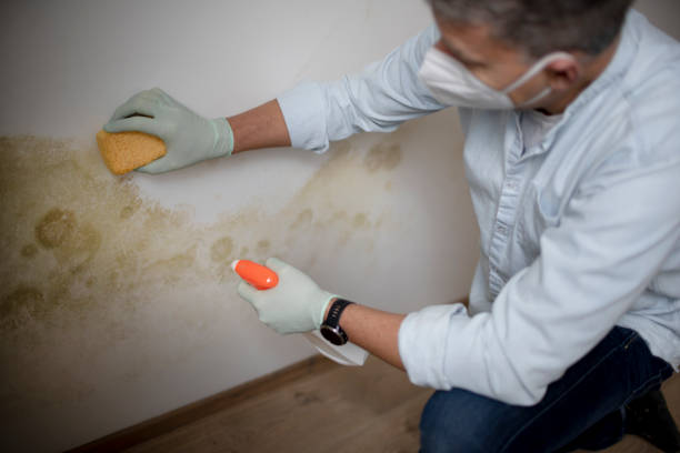 Best Crawl Space Mold Removal  in Atherton, CA