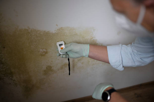 Best Toxic Mold Removal  in Atherton, CA