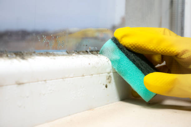 Best Mold Remediation  in Atherton, CA