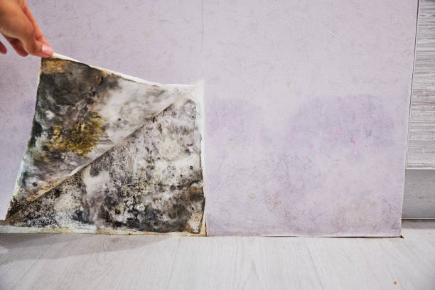Best Mold Removal Near Me  in Atherton, CA